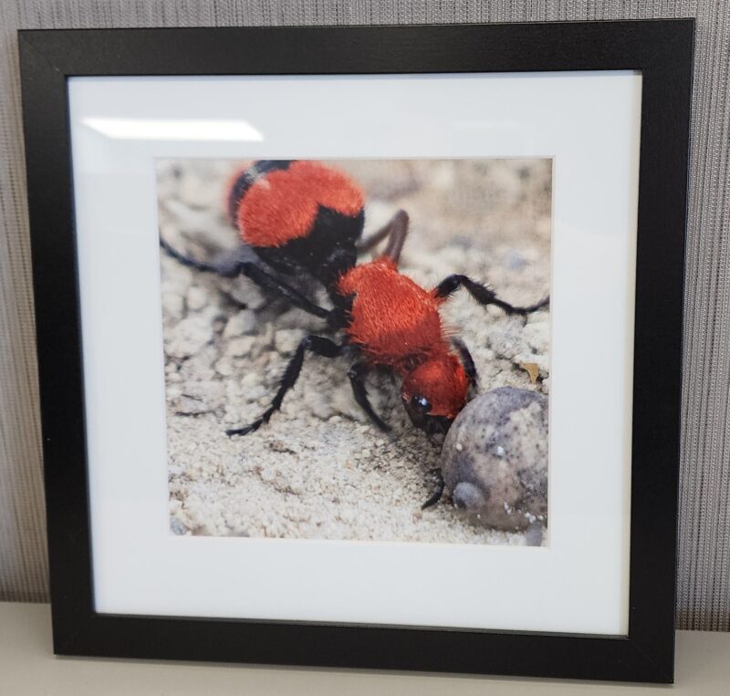 Framed photograph of a red and black velvet ant (commonly known as a "cow killer ant") pushing a small acorn on a sandy surface.